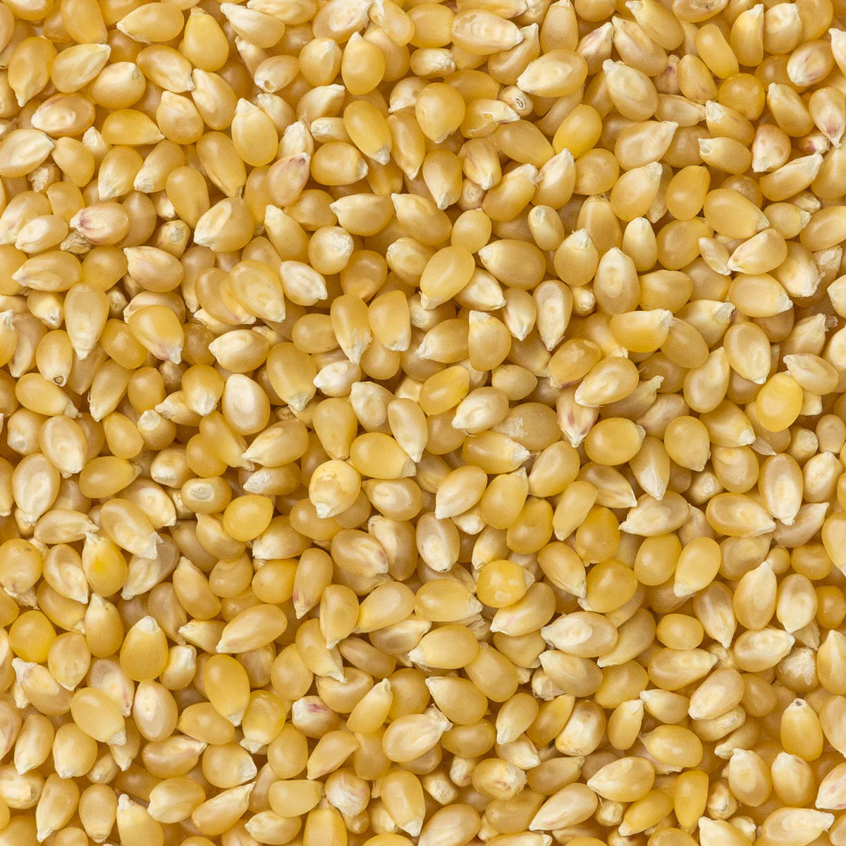 Assorted 4oz Popcorn Bag