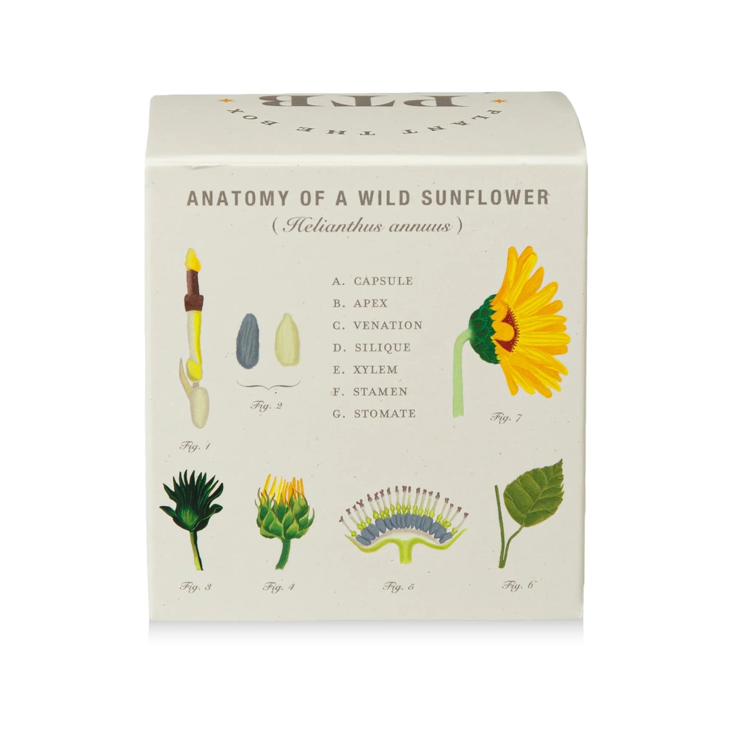 Plant The Box Sweet Sunflower Candle 9oz