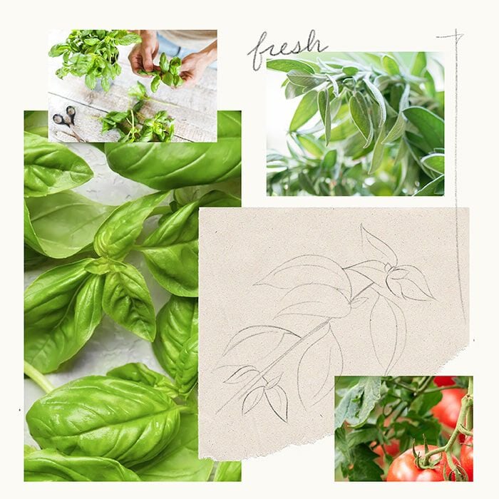 Fresh Basil